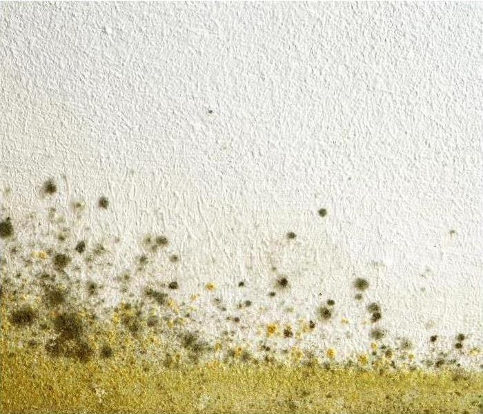 Suspect mold in your property? Call SERVPRO of Montgomery County at (931) 645-1285.